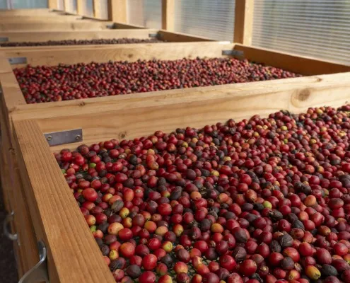 Finca Los Castaños 5