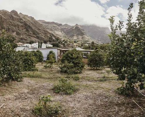 Finca Los Castaños 9