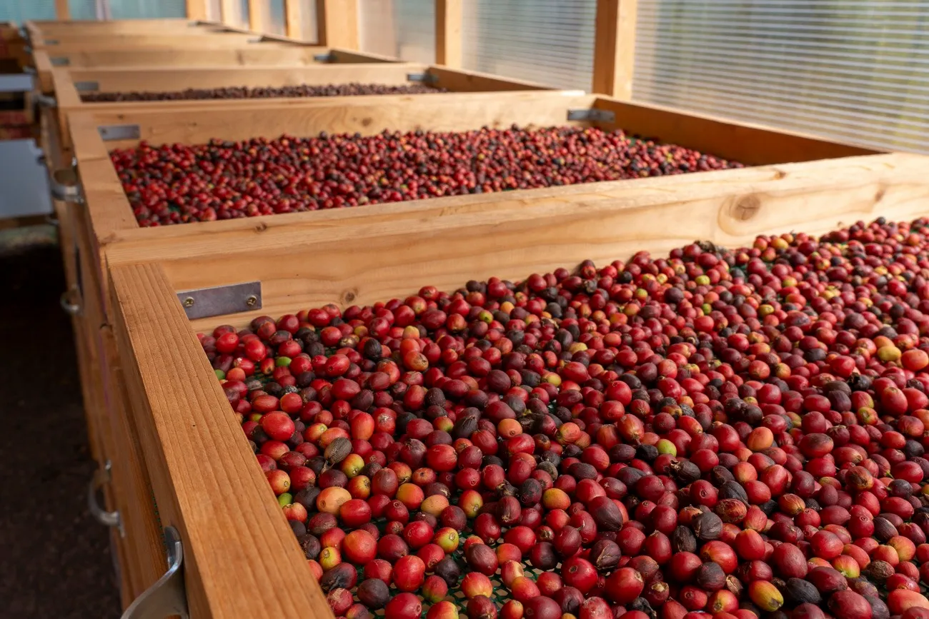 Finca Los Castaños 10