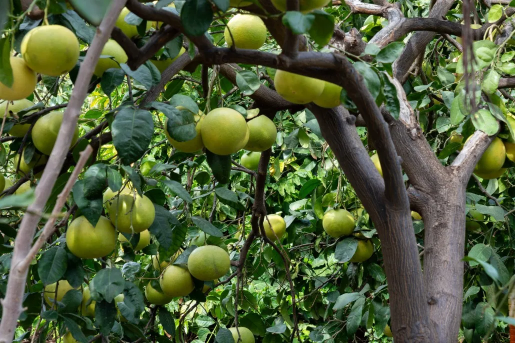 Finca Los Castaños 16