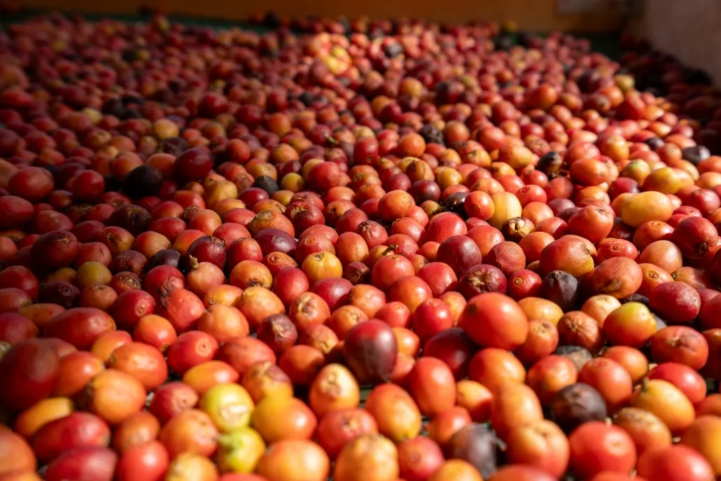 Finca Los Castaños 20