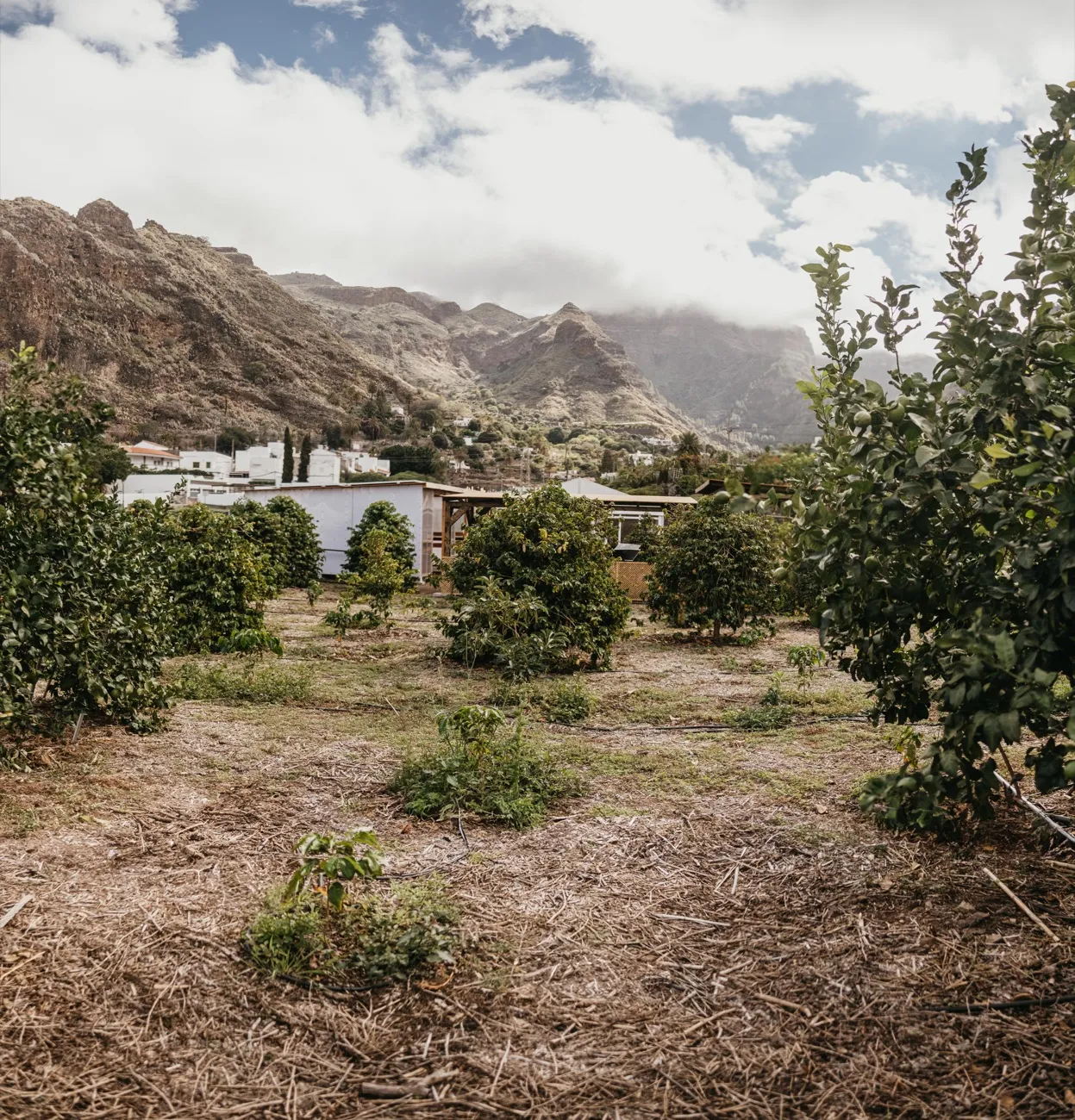 Finca Los Castaños 21