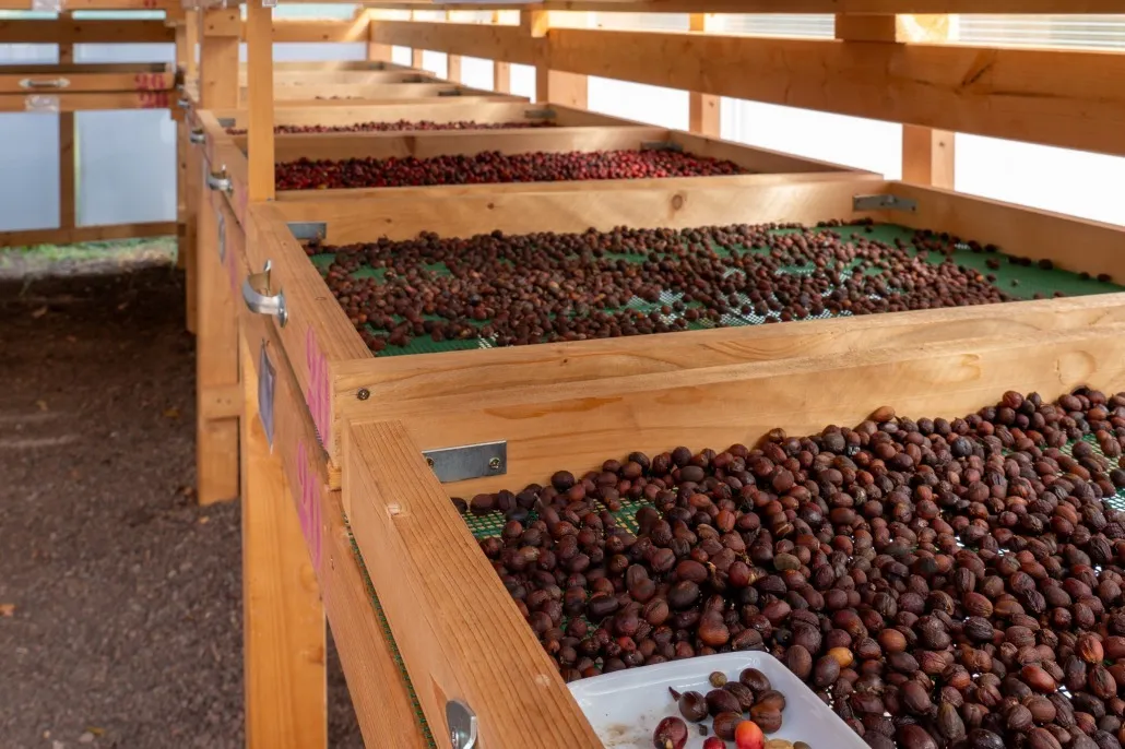 Finca Los Castaños 23