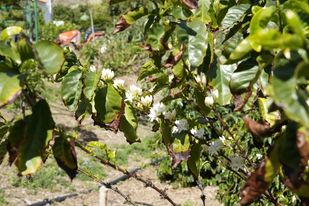 Finca Los Castaños 24