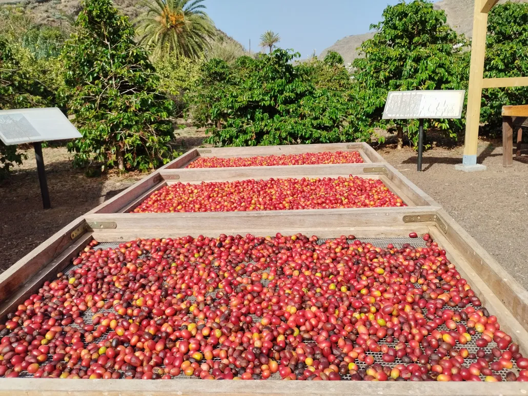Finca Los Castaños 28