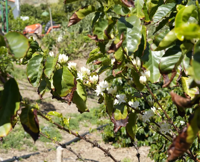 Walk through our plantation